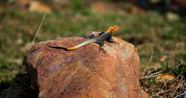 Lizard in Aburi Mountains, Ghana